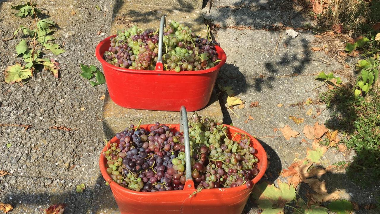 Agriturismo Lavalleggia Tovo San Giacomo 外观 照片